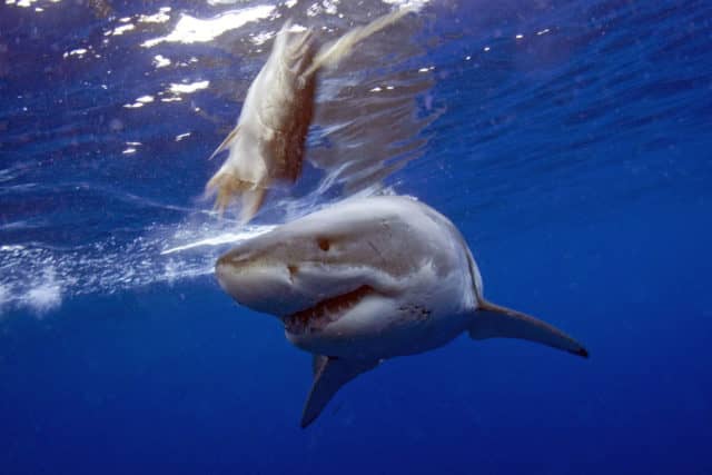 great white shark diving, great white shark, diving, guadalupe