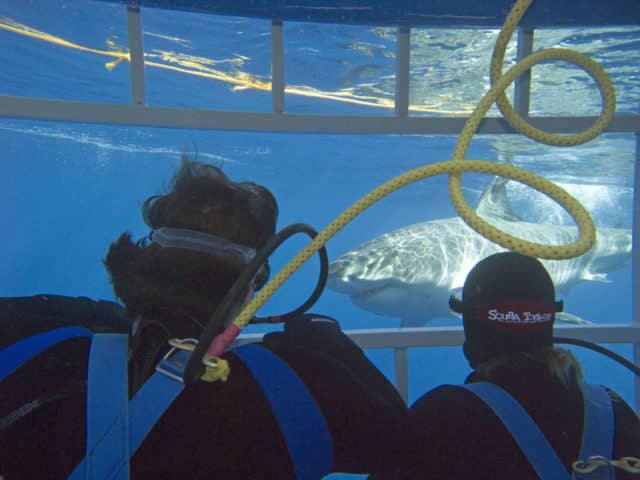Great White Shark diving in Guadalupe, Great White Shark Diving, great white shark, great white,