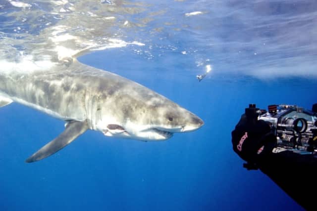 Great White Shark diving in Guadalupe, Great White Shark Diving, great white shark, great white,