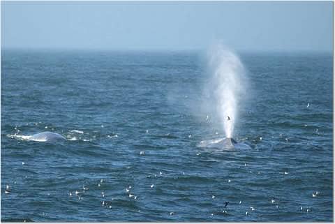 Great White Shark diving in Guadalupe, Great White Shark Diving, great white shark, great white,