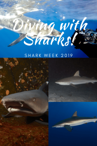 diving at night with sharks, sharks, diving at night, great barrier reef, night dive