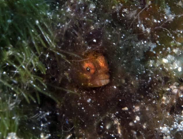 fabulous photo friday returns, fabulous photo friday, fish friends, cozumel