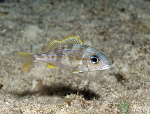 fabulous photo friday returns, fabulous photo friday, fish friends, cozumel