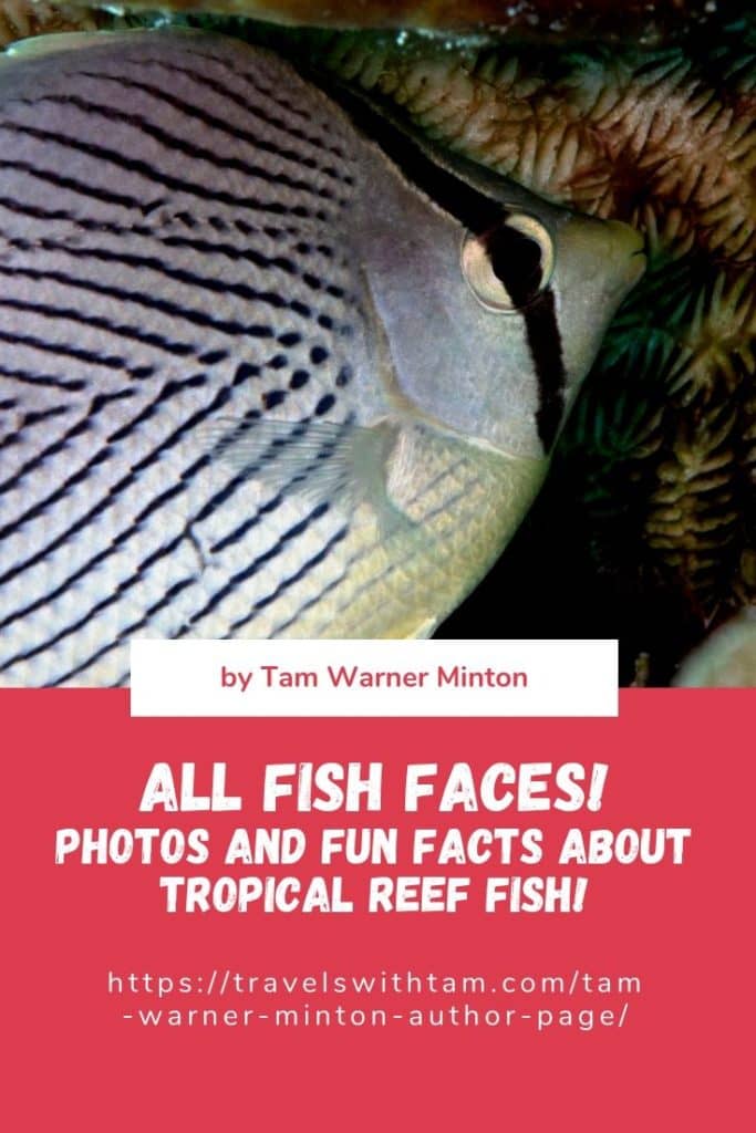 fabulous photo friday returns, fabulous photo friday, fish friends, cozumel