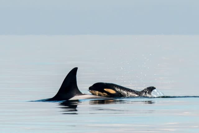 whale watching tour, pacific whale watch association, southern resident killer whales, biggs killer whales and humpbacks