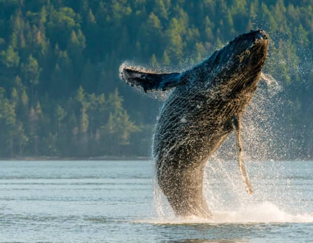 whale watching tour, pacific whale watch association, southern resident killer whales, biggs killer whales and humpbacks
