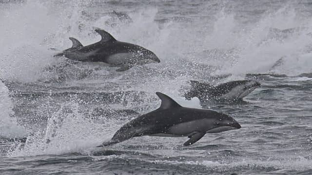 whale watching tour, pacific whale watch association, southern resident killer whales, biggs killer whales and humpbacks