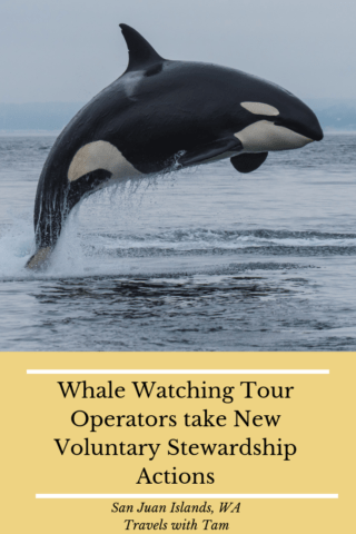 whale watching tour, pacific whale watch association, southern resident killer whales, biggs killer whales and humpbacks