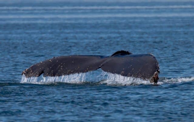 whale watching tour, pacific whale watch association, southern resident killer whales, biggs killer whales and humpbacks