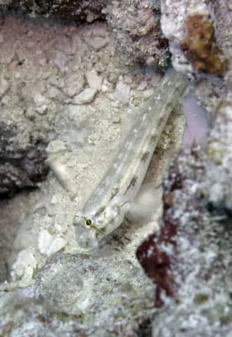fabulous photo friday returns, fabulous photo friday, fish friends, cozumel