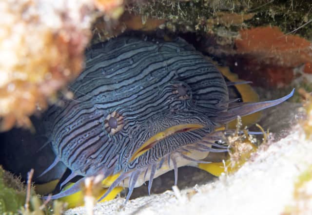 fabulous photo friday returns, fabulous photo friday, fish friends, cozumel