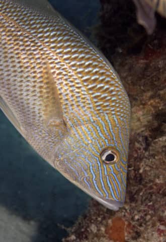 fabulous photo friday returns, fabulous photo friday, fish friends, cozumel