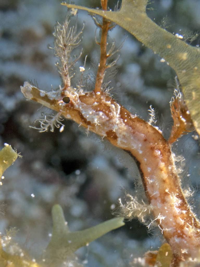 fabulous photo friday returns, fabulous photo friday, fish friends, cozumel