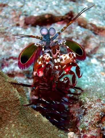 cool critters, cool critters under the sea, fascinating cool critters, thailand's andaman sea, shrimp