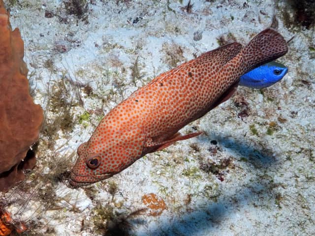 fabulous photo friday returns, fabulous photo friday, fish friends, cozumel