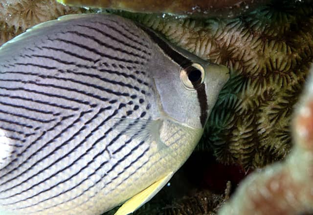 fabulous photo friday returns, fabulous photo friday, fish friends, cozumel