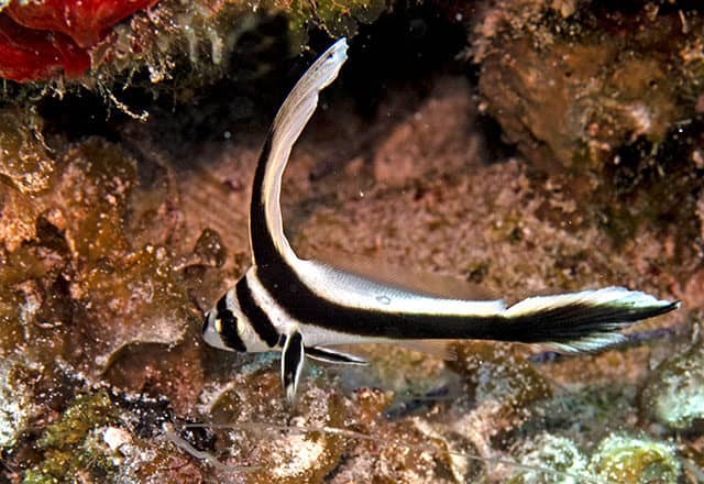 fabulous photo friday returns, fabulous photo friday, fish friends, cozumel
