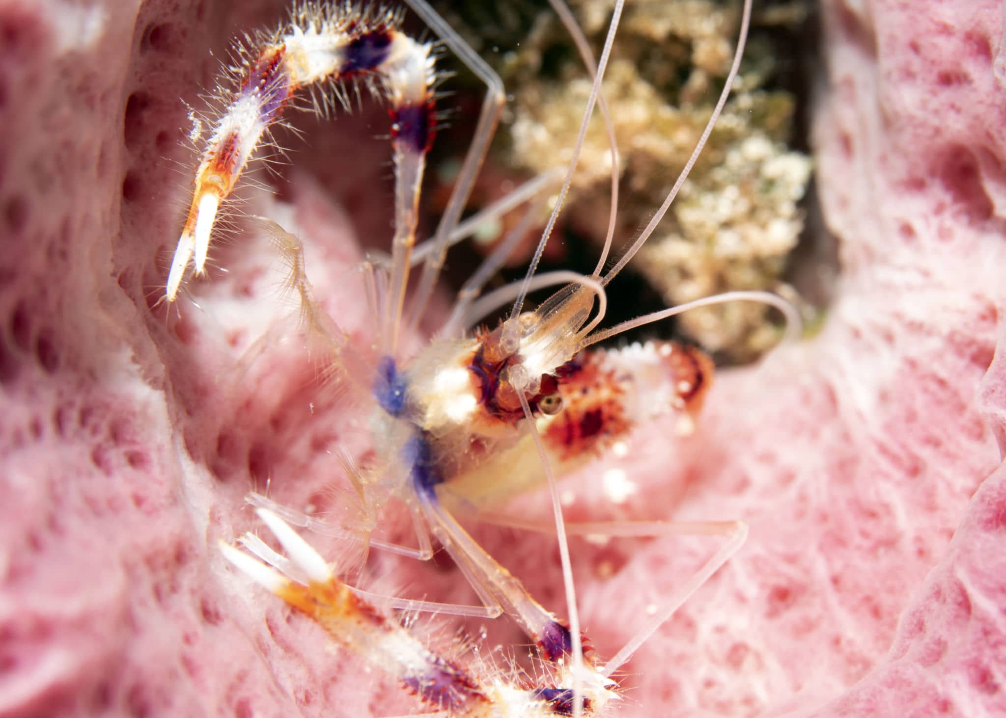 Fabulous Photo Friday The Cool Critters under the Sea and Ocean