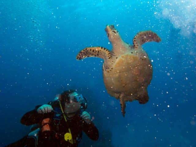 ocean friends, ocean, world oceans day, underwater wednesday, all fish faces
