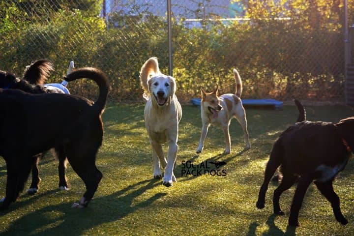 dog, dogs, mans best friend, unconditional love, empty nest dogs