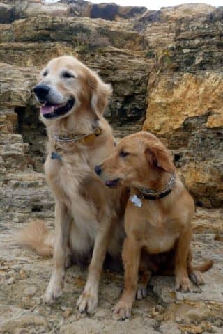 dog, dogs, mans best friend, unconditional love, empty nest dogs