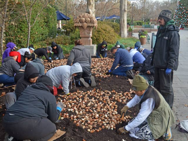 spring-blooming annuals and perennials, bulbs, dallas arboretum,
dallas blooms