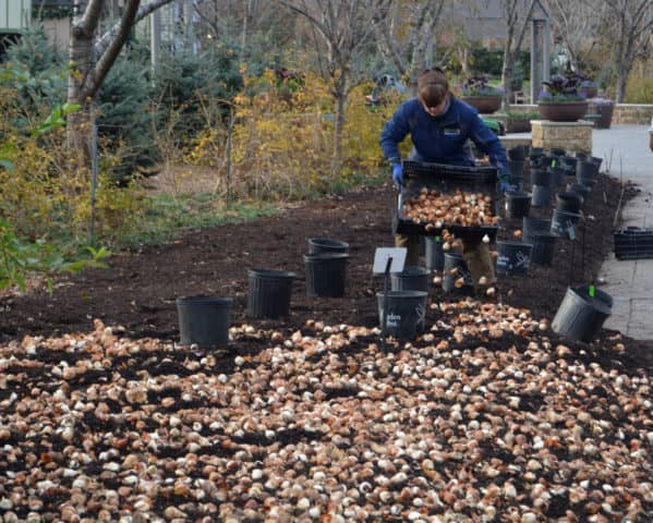 spring-blooming annuals and perennials, bulbs, dallas arboretum,
dallas blooms
