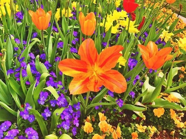 spring-blooming annuals and perennials, bulbs, dallas arboretum,
dallas blooms