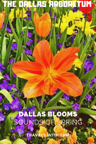 spring-blooming annuals and perennials, bulbs, dallas arboretum,
dallas blooms