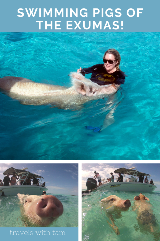 swimming pigs, exuma water sports, pigs, water sports