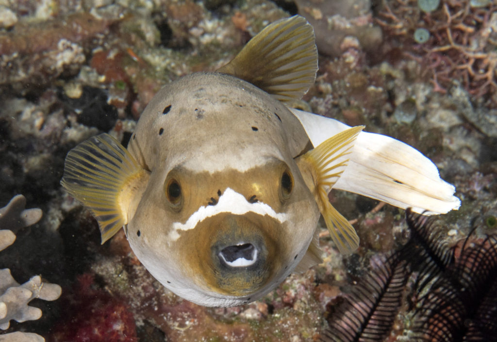 scuba diving, raja ampat, travels with tam