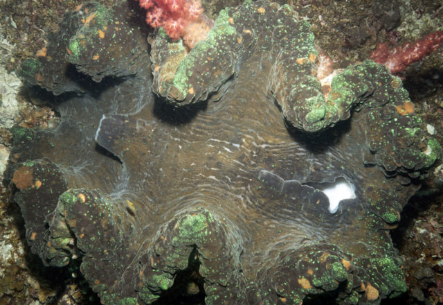 scuba dive, scuba dive vicariously, travel vicariously, manta rays