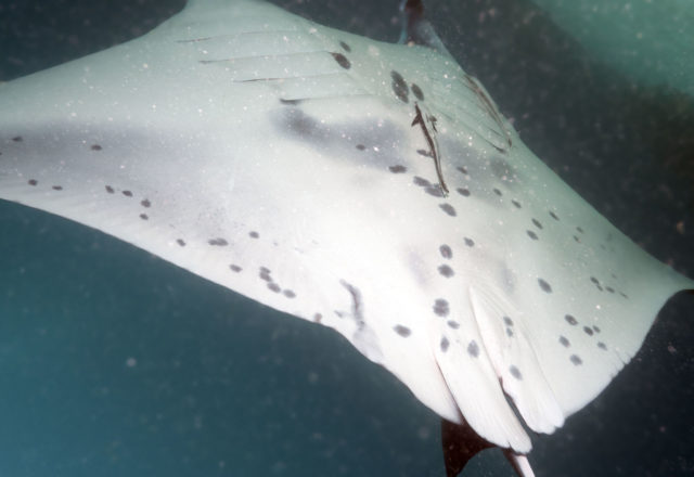 scuba dive, scuba dive vicariously, travel vicariously, manta rays