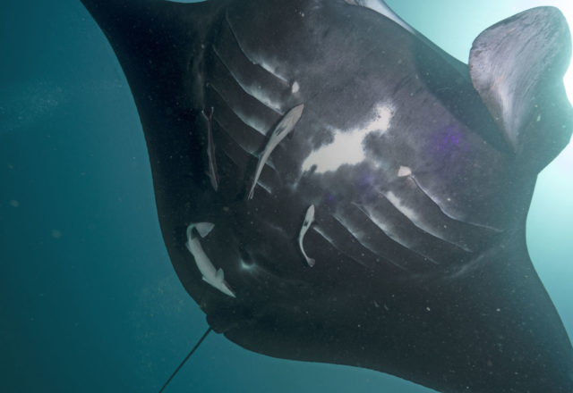 scuba dive, scuba dive vicariously, travel vicariously, manta rays
