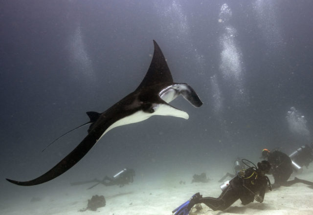 scuba dive, scuba dive vicariously, travel vicariously, manta rays
