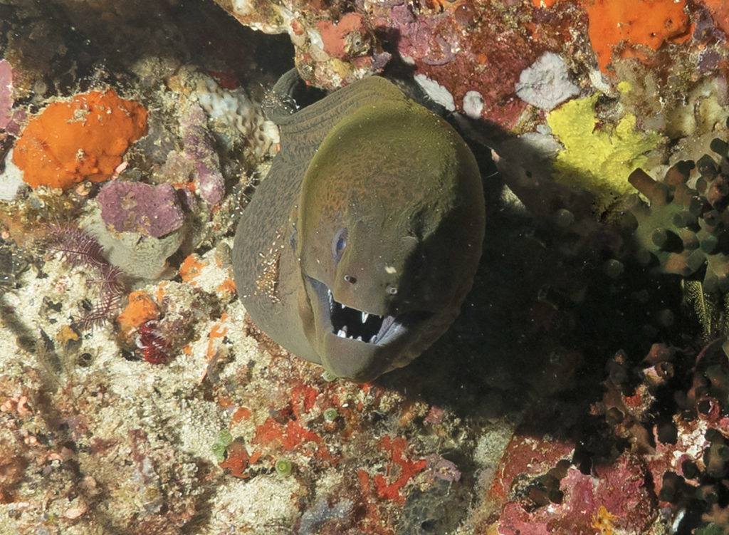 scuba diving, raja ampat, travels with tam