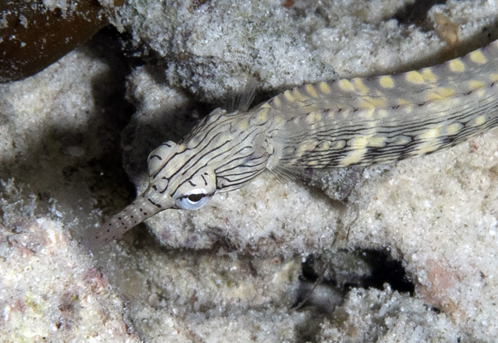 scuba diving, raja ampat, travels with tam