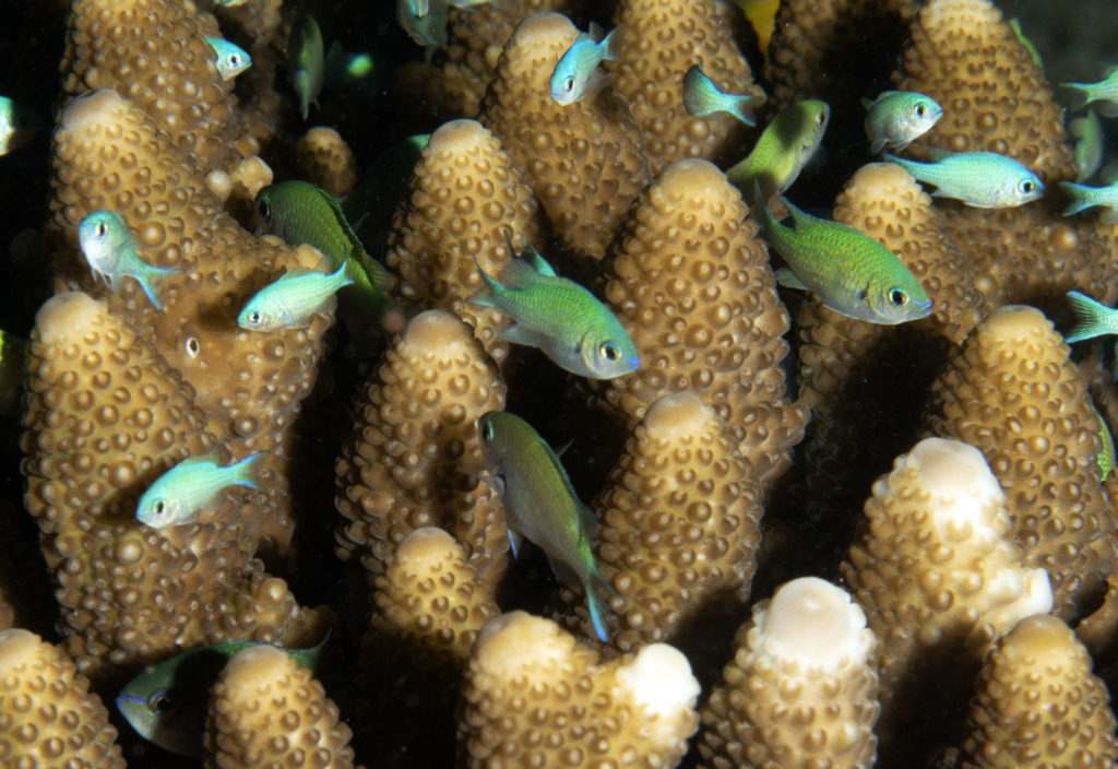 scuba diving, raja ampat, travels with tam