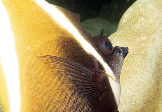 scuba dive, scuba dive vicariously, travel vicariously, manta rays