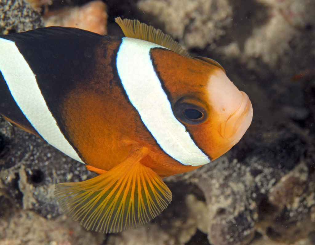 scuba diving, raja ampat, travels with tam