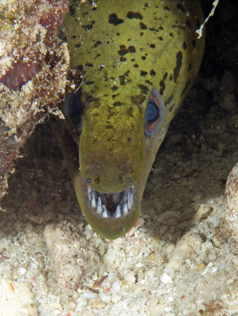 scuba diving, raja ampat, travels with tam