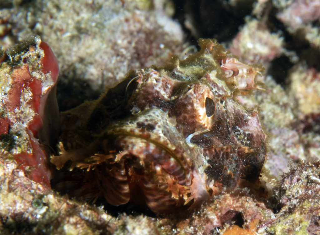 scuba diving, raja ampat, travels with tam