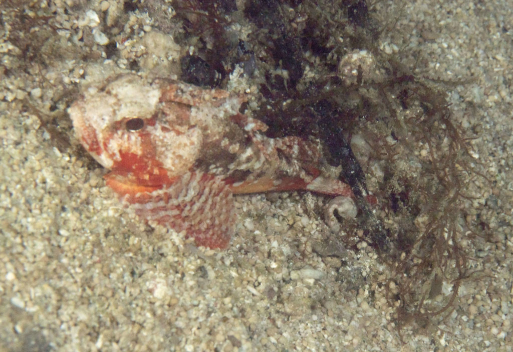 scuba diving, raja ampat, travels with tam