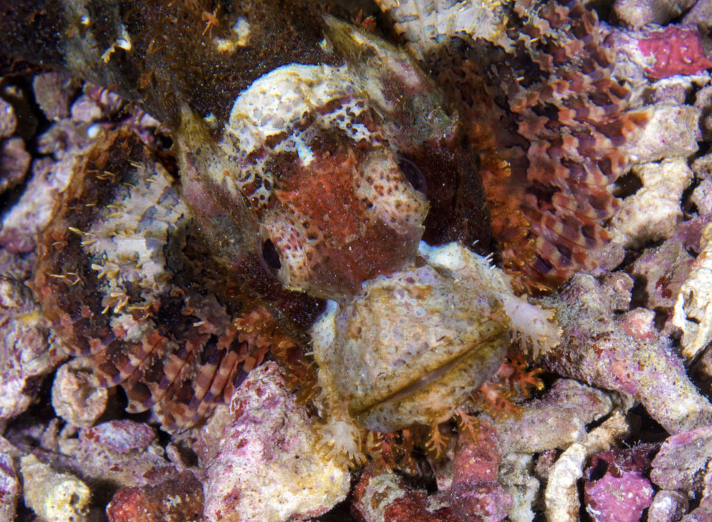 scuba diving, raja ampat, travels with tam