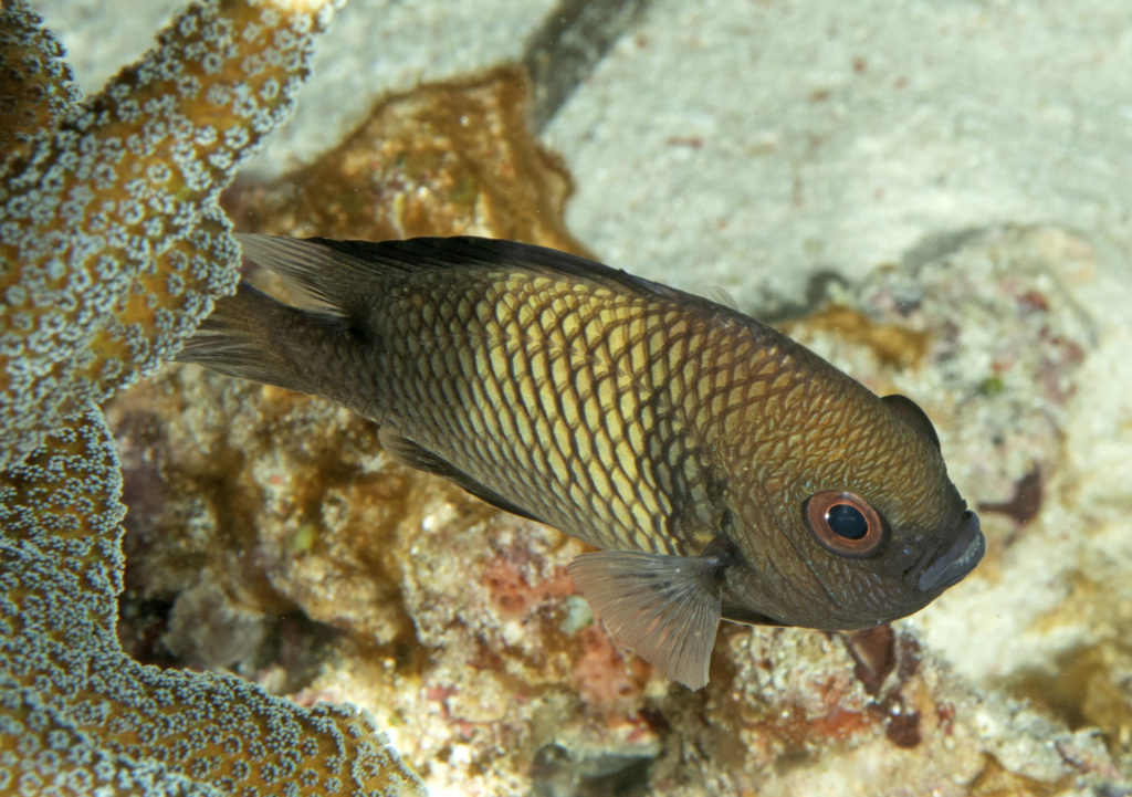 scuba diving, raja ampat, travels with tam