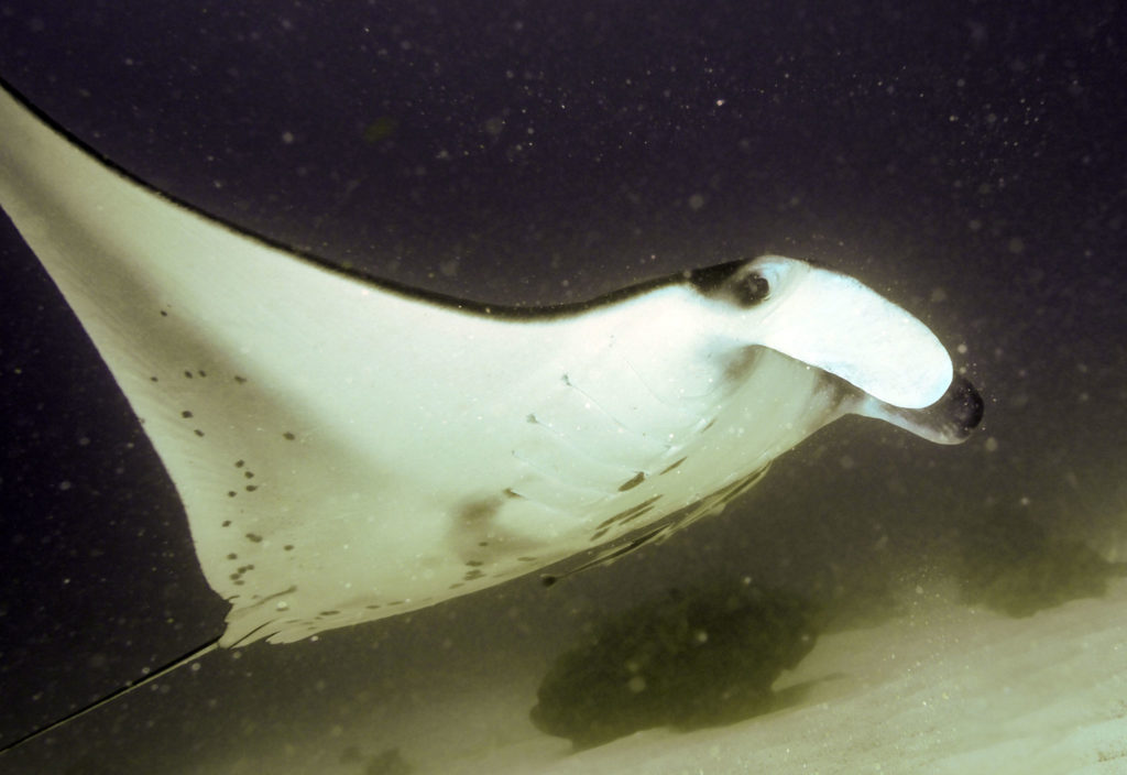 scuba dive, scuba dive vicariously, travel vicariously, manta rays