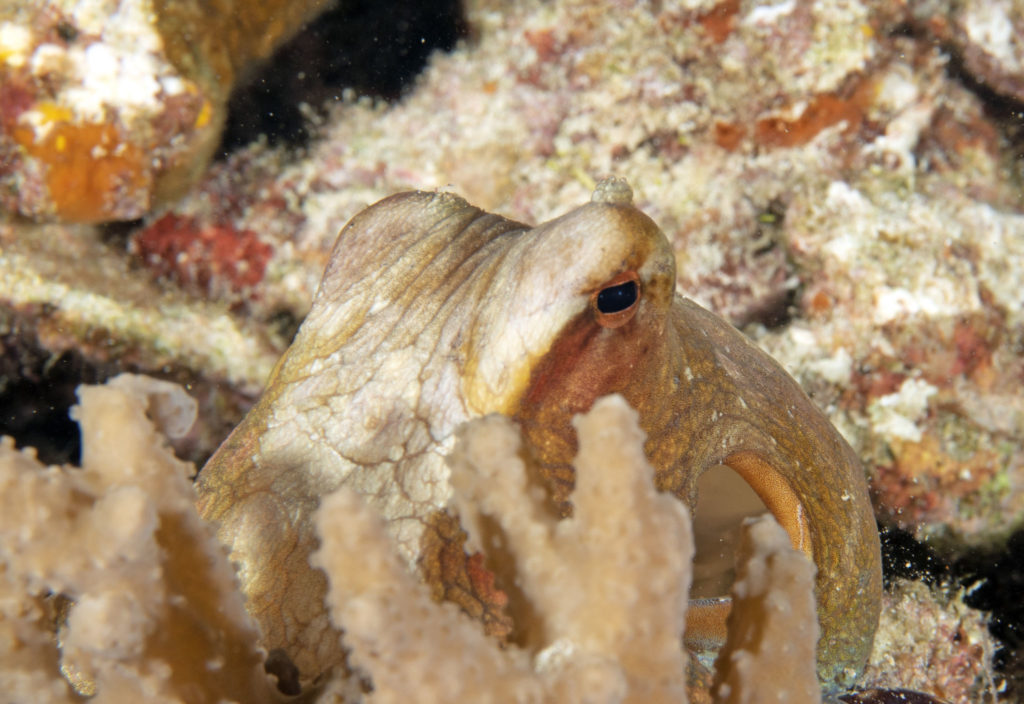 scuba diving, raja ampat, travels with tam