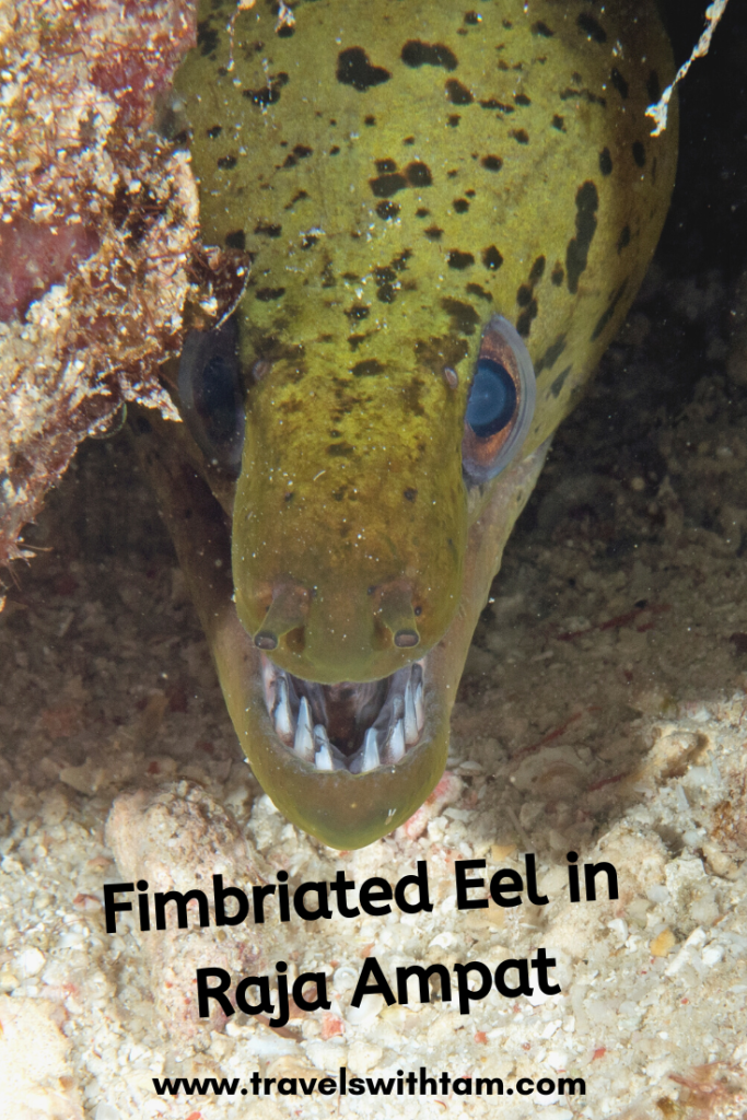 scuba diving, raja ampat, travels with tam