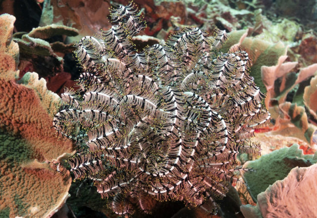 scuba diving, raja ampat, travels with tam
