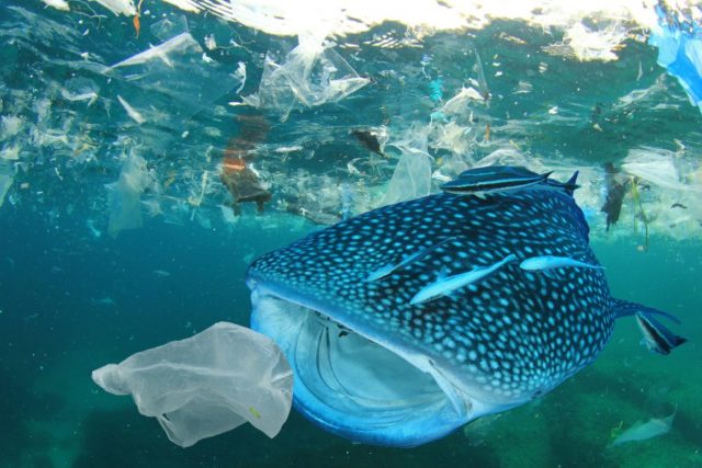 help our earth and oceans, earth and oceans, monterey bay